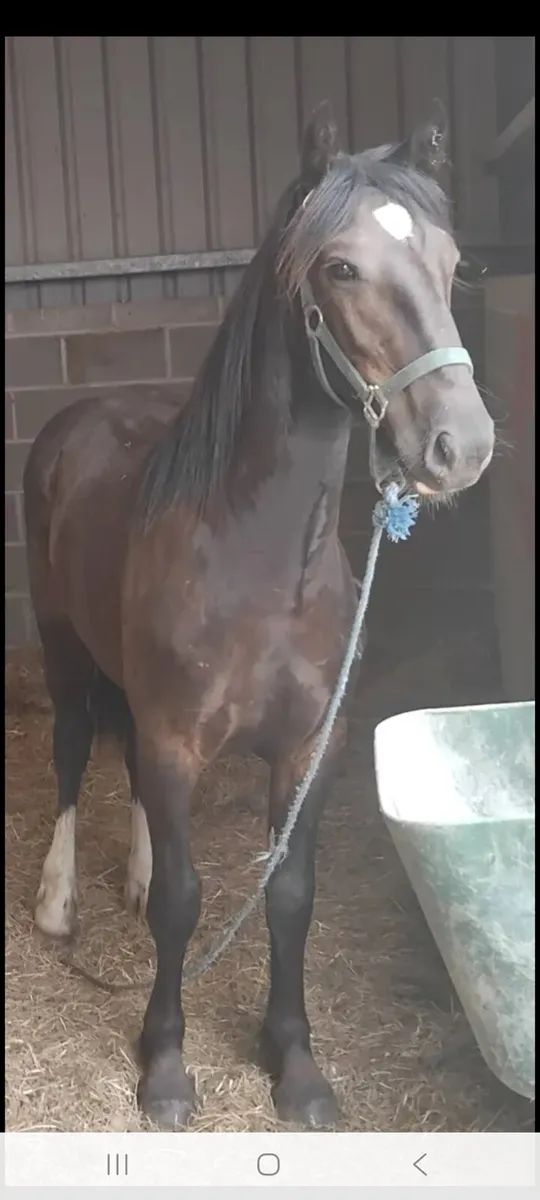 Yearling half bred colt - Image 2