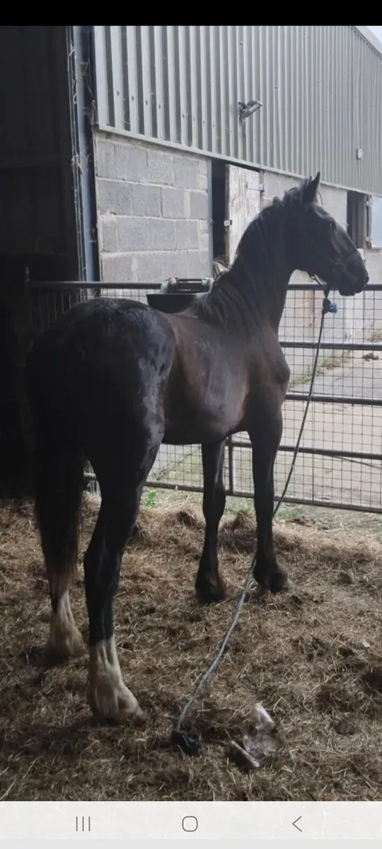 Yearling half bred colt - Image 1