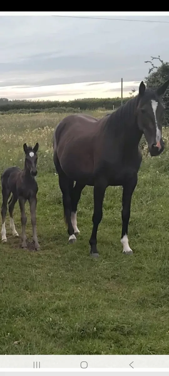 Yearling half bred colt - Image 3