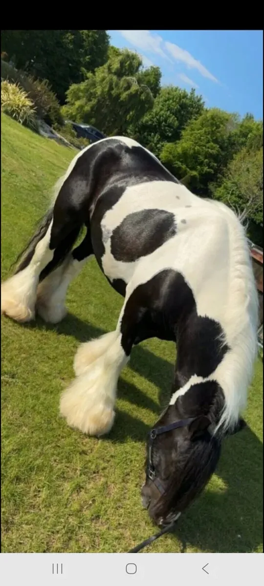 Yearling half bred colt - Image 4