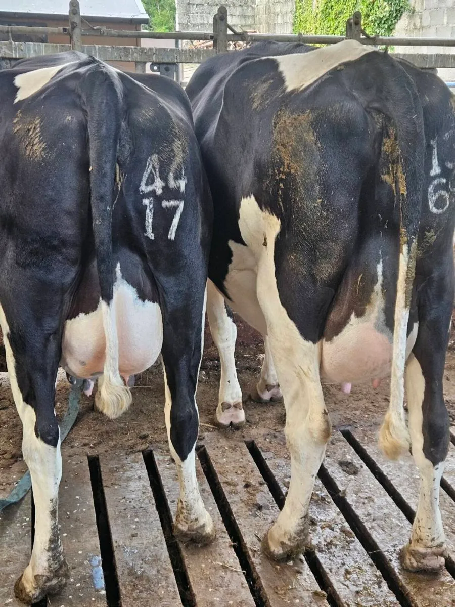 2 X Dairy Cows - Image 1