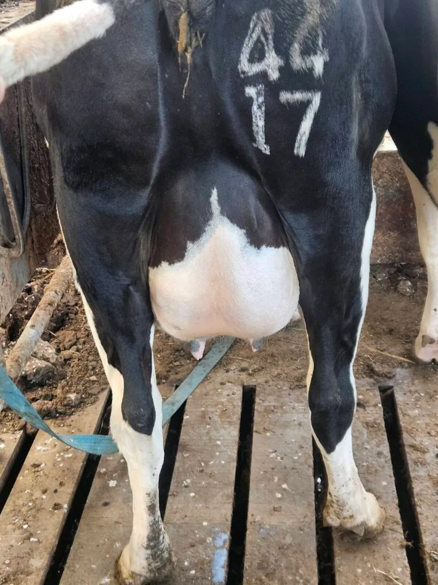 2 X Dairy Cows - Image 2