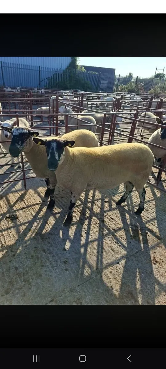 Sheep - Image 1
