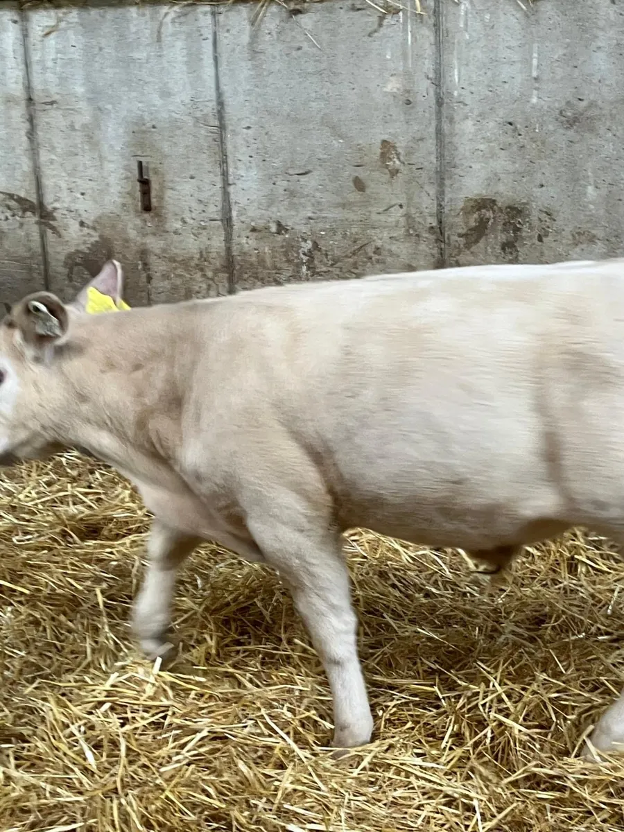 Top Quality Charolais Bulls & Hereford Bulls&Heif - Image 1