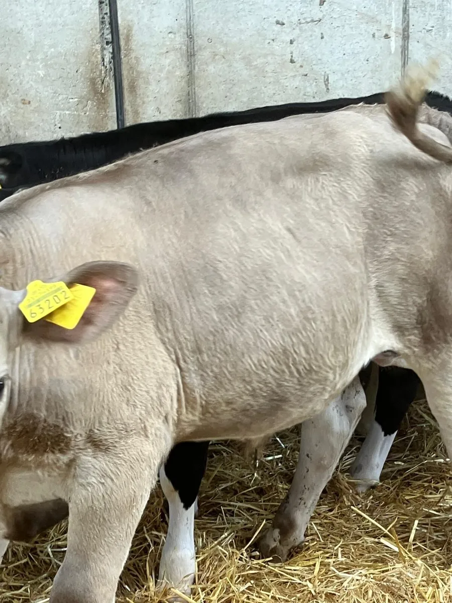 Top Quality Charolais Bulls & Hereford Bulls&Heif - Image 2