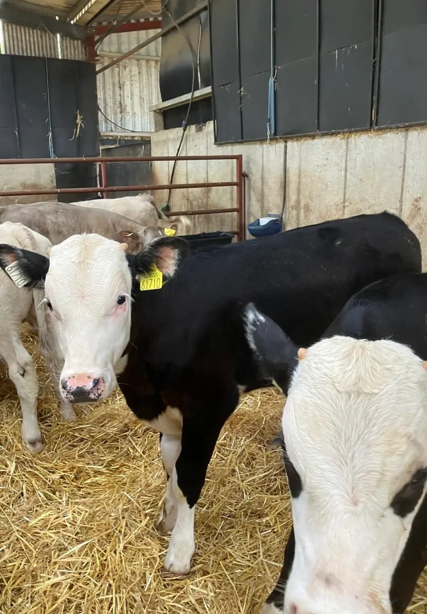 Top Quality Charolais Bulls & Hereford Bulls&Heif - Image 3