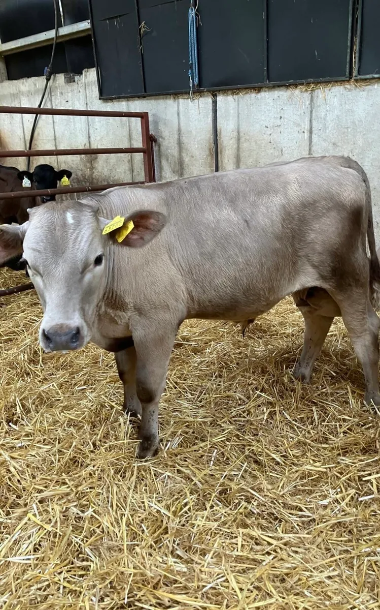 Top Quality Charolais Bulls & Hereford Bulls&Heif - Image 4
