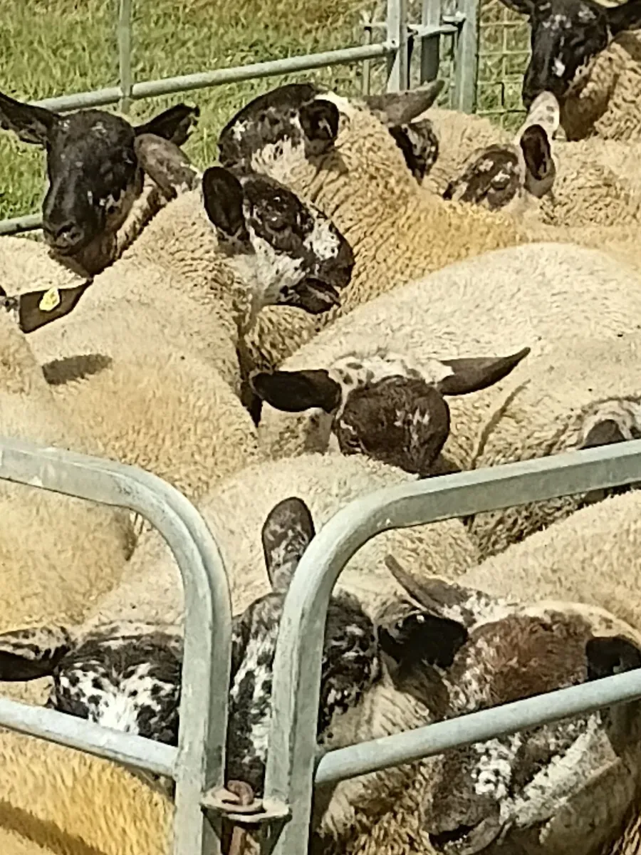 Sheep - Image 2