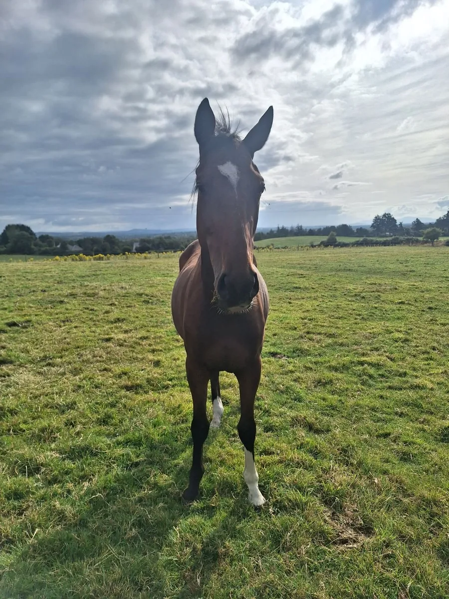 3 year old TB X Sportshorse gelding - Image 4