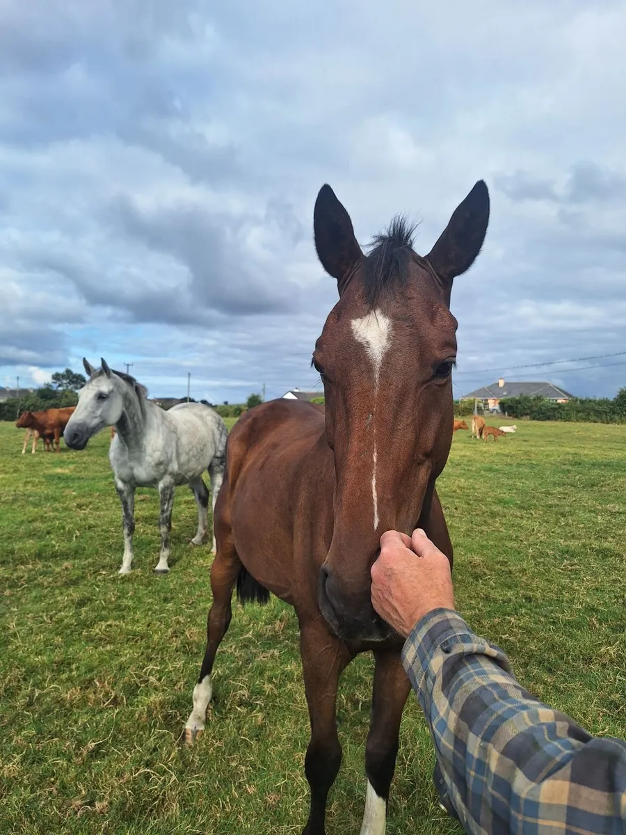 3 year old TB X Sportshorse gelding - Image 1