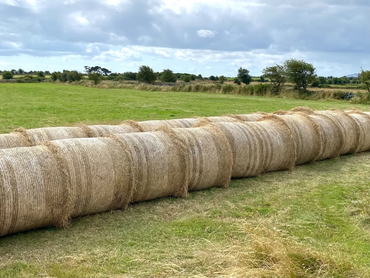 Hay, Oranmore, Co Galway.
