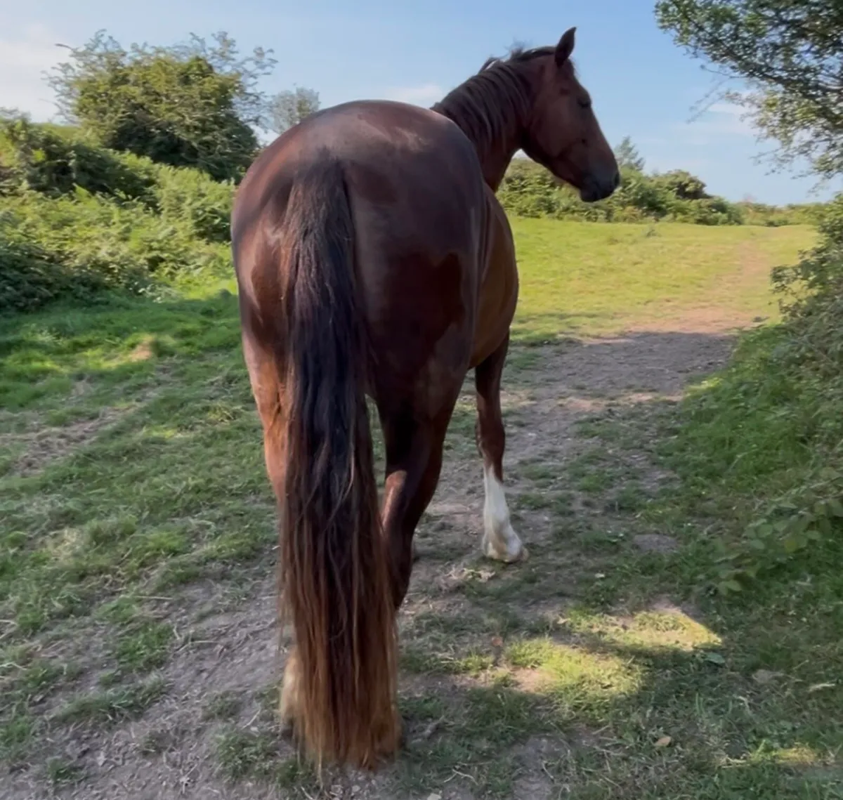 3yo full RID filly - Image 3