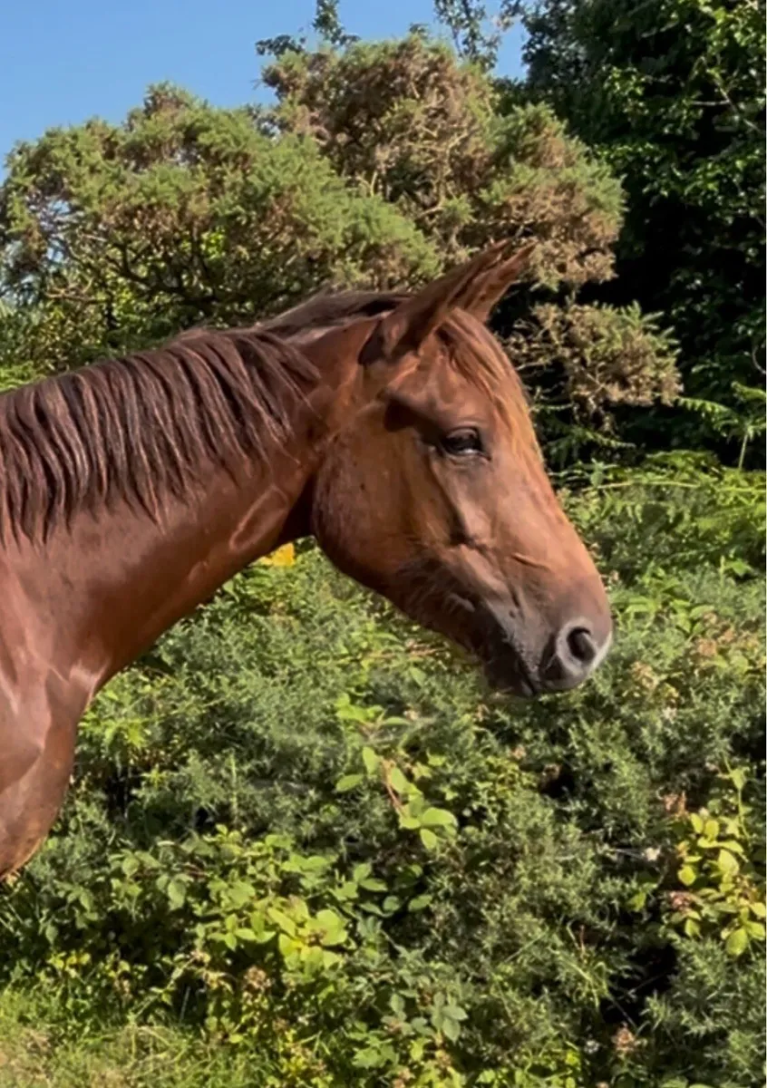 3yo full RID filly - Image 4
