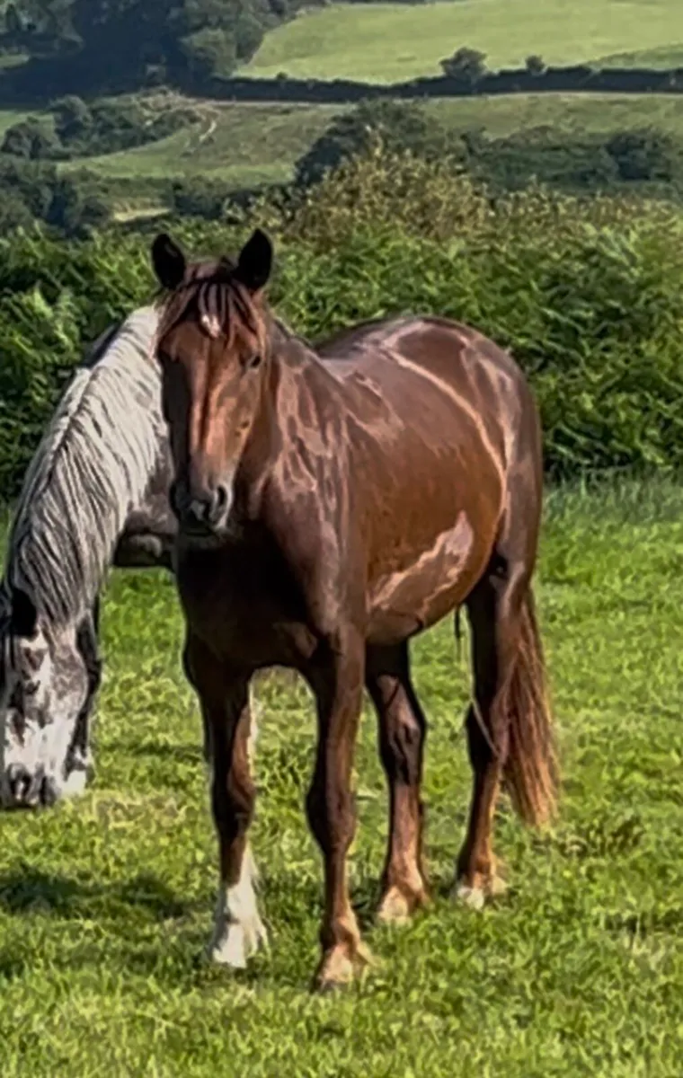 3yo full RID filly - Image 1