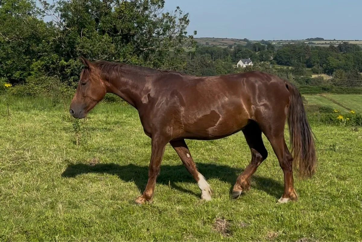 3yo full RID filly - Image 2