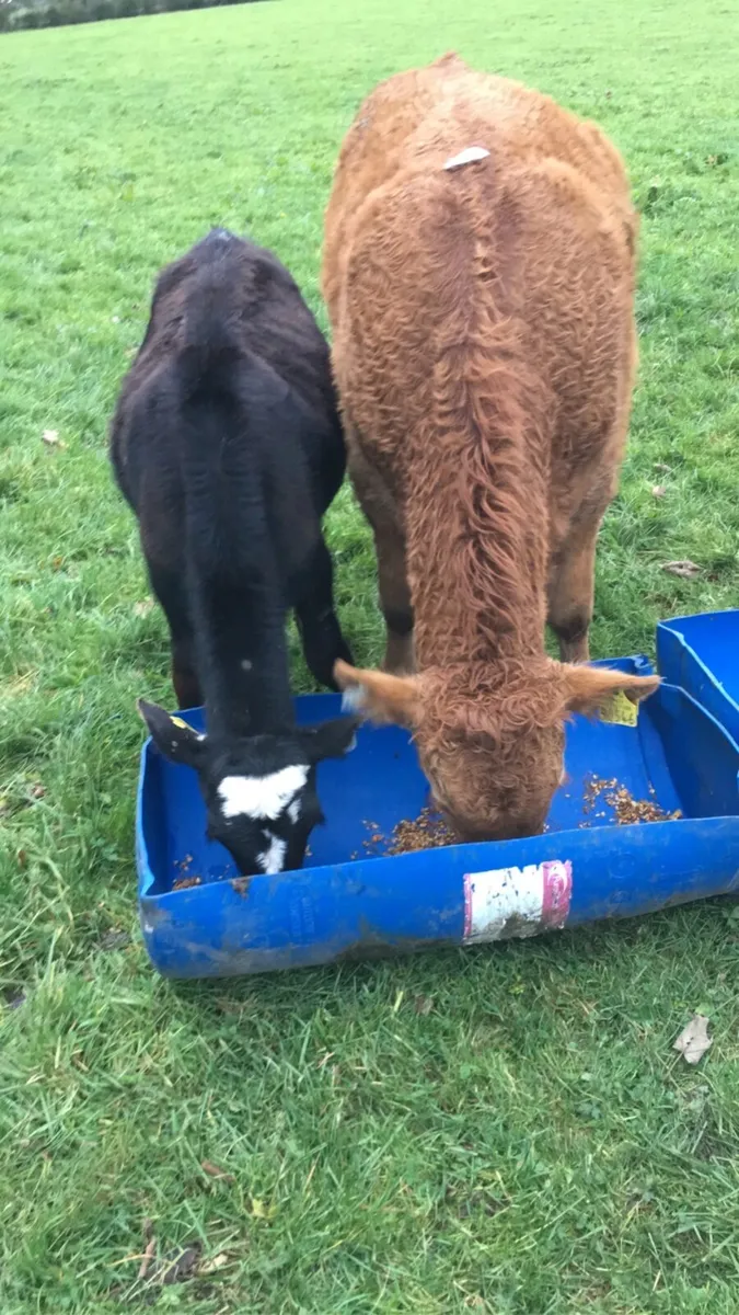 Squeezing and horn removal