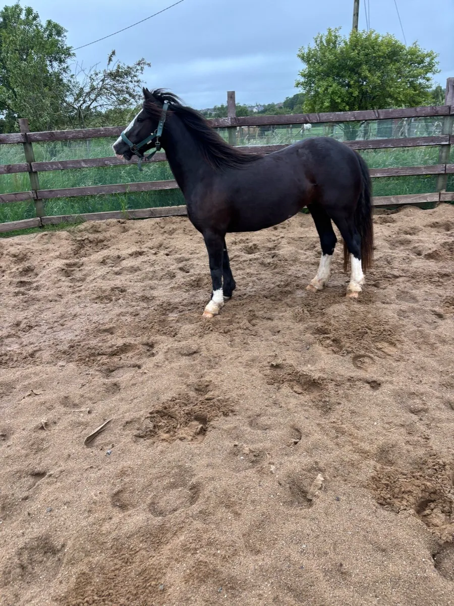 3 year old filly’s - Image 1