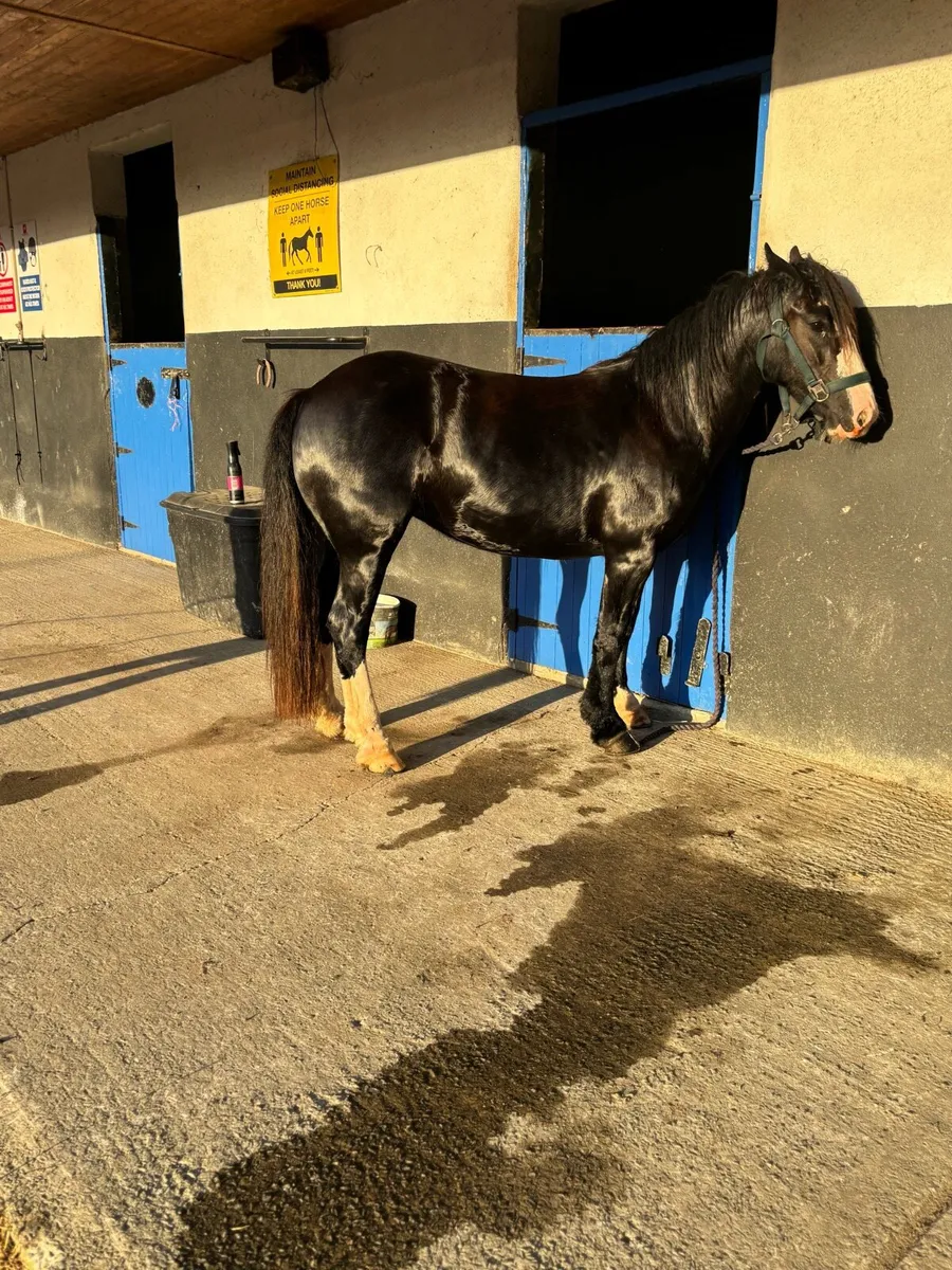 3 year old filly’s - Image 2