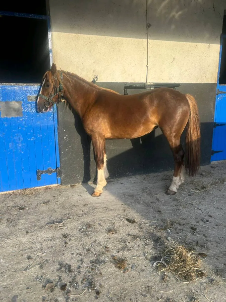 3 year old filly’s - Image 4