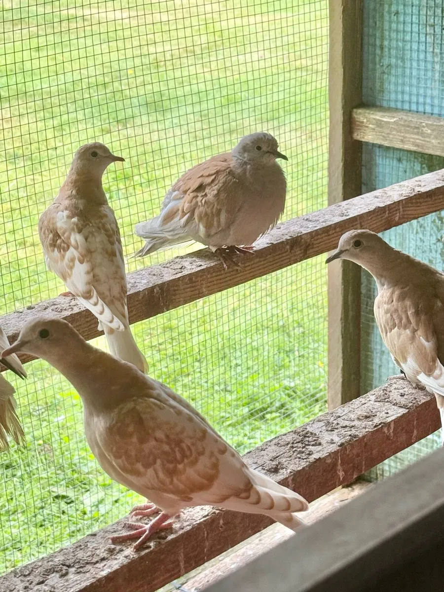 Doves For Sale - Image 2