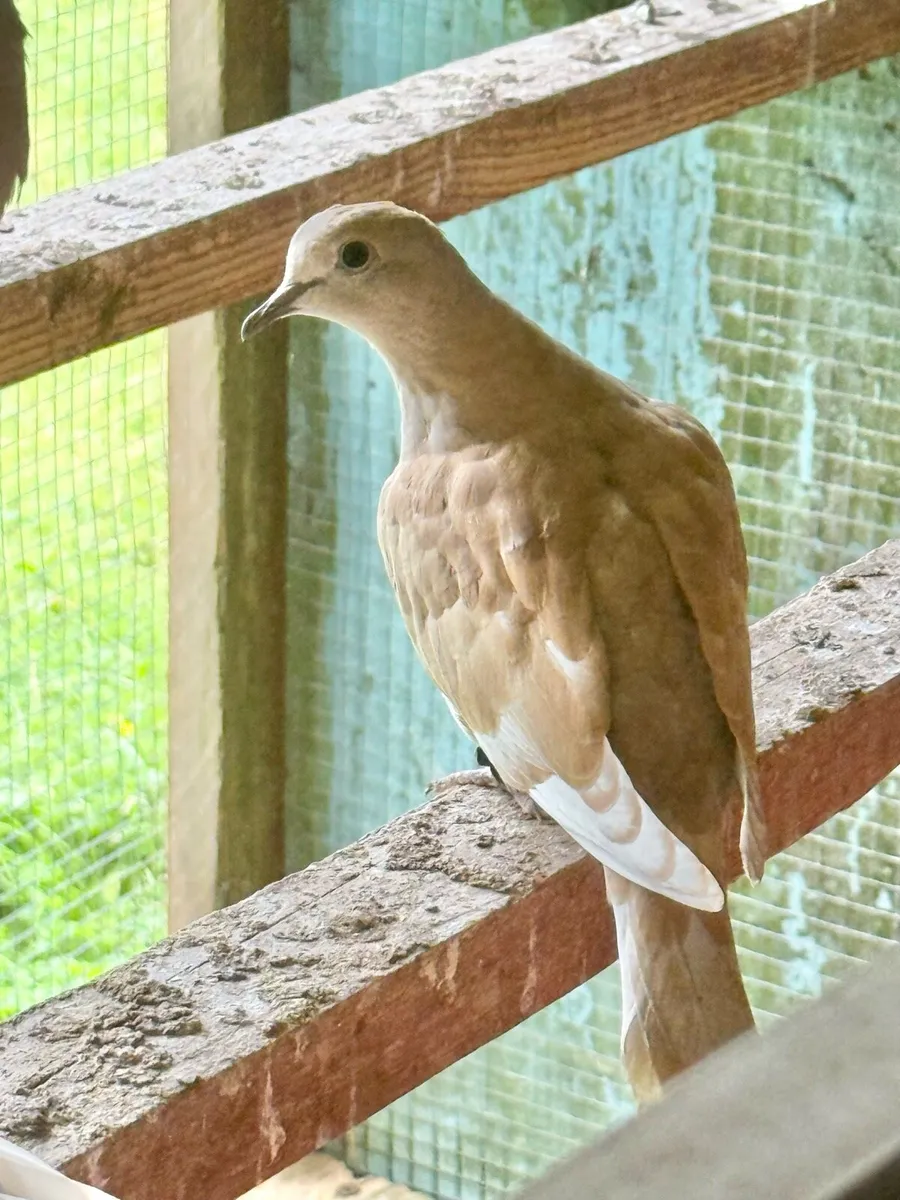 Doves For Sale - Image 3