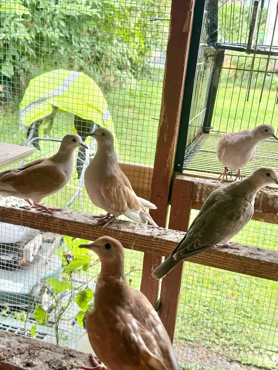 Doves For Sale - Image 4