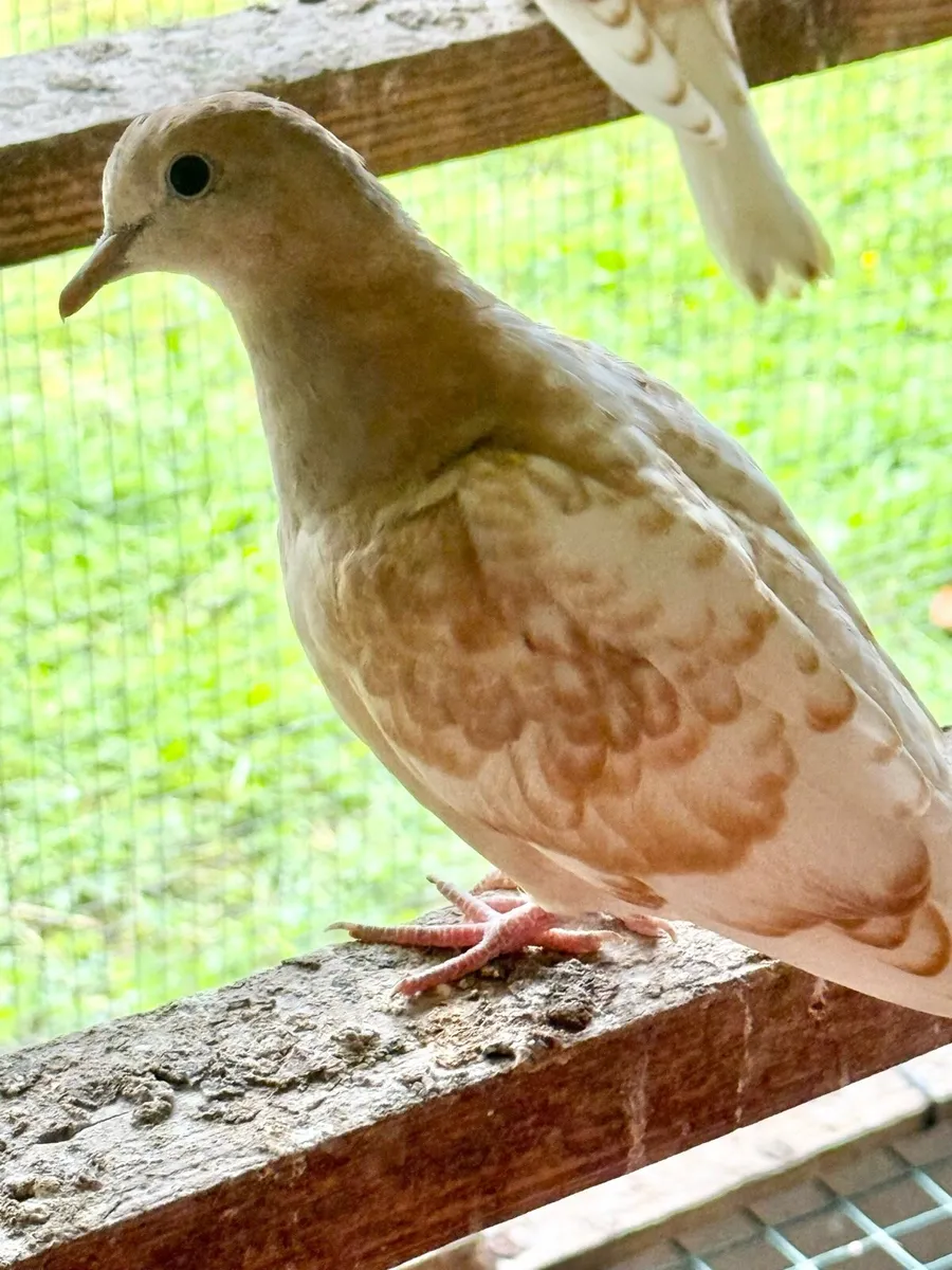 Doves For Sale - Image 1