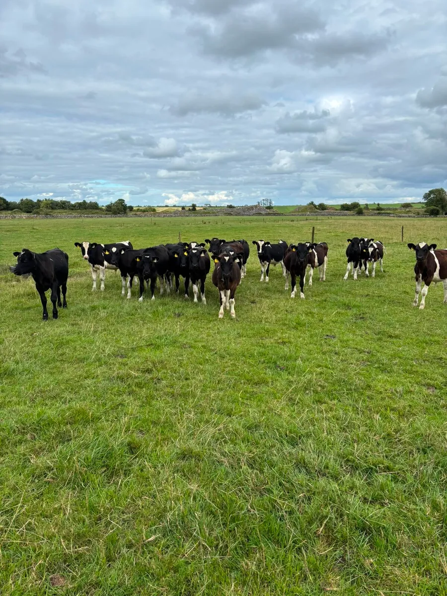 Reared Friesan Bull Calves - Image 3