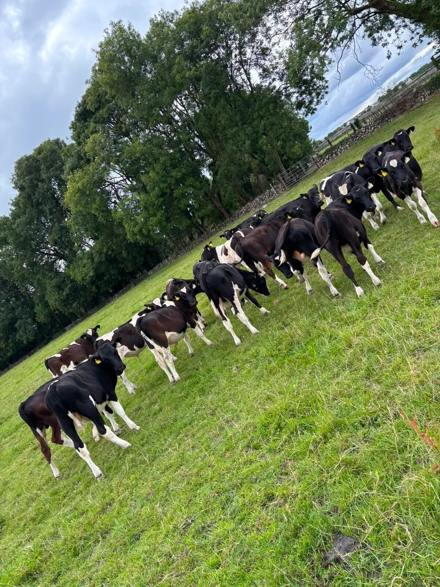 Reared Friesan Bull Calves - Image 4
