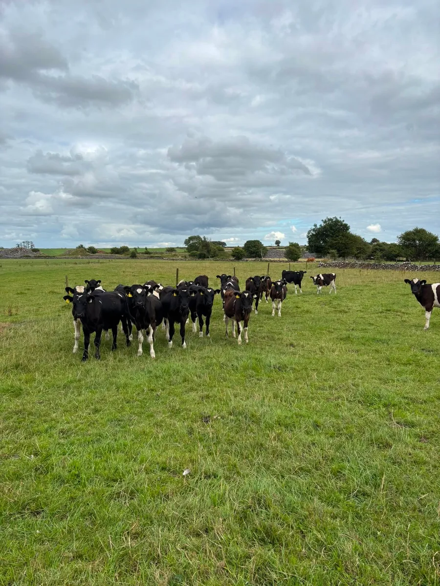 Reared Friesan Bull Calves - Image 1