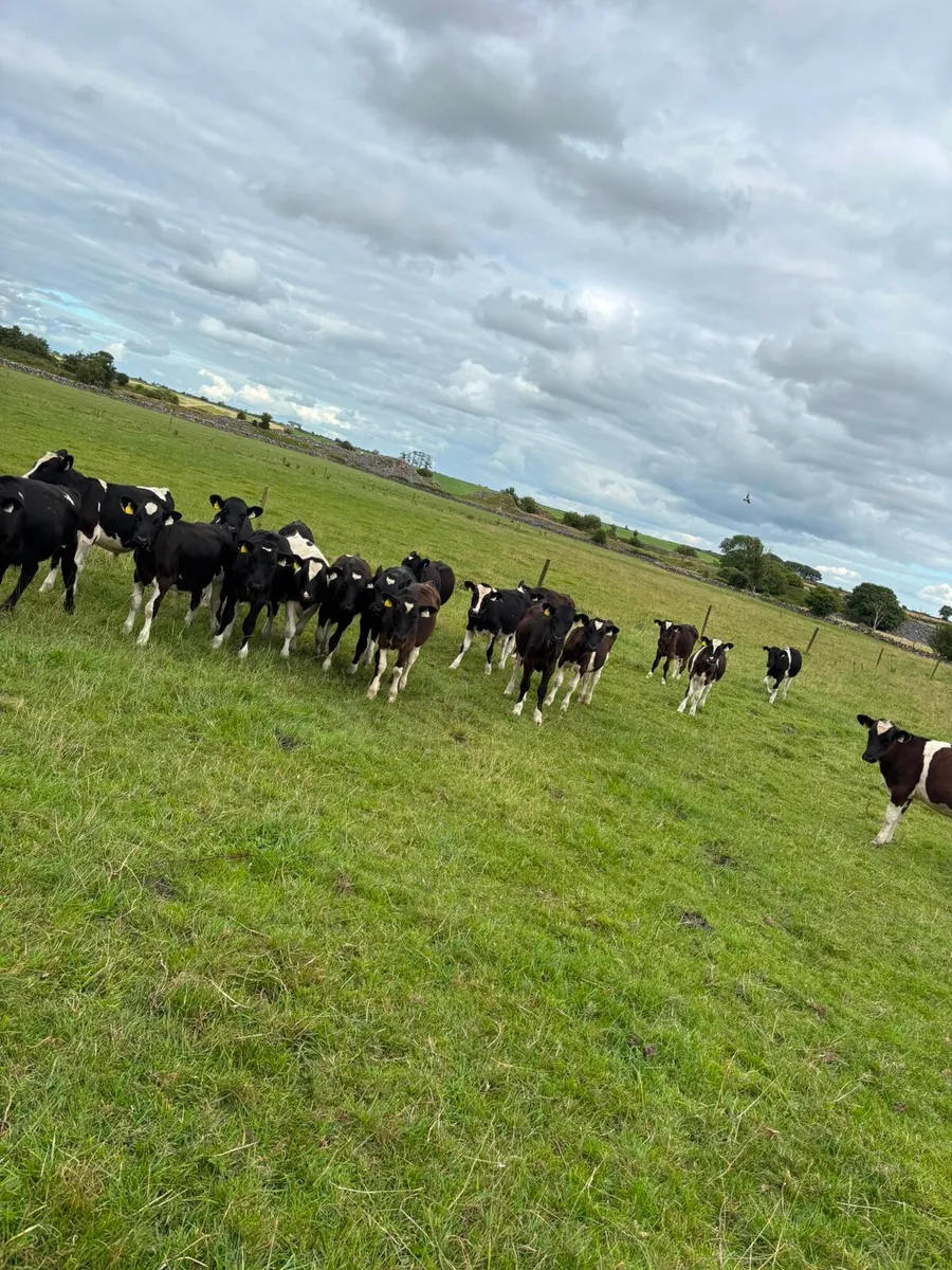 Reared Friesan Bull Calves - Image 2