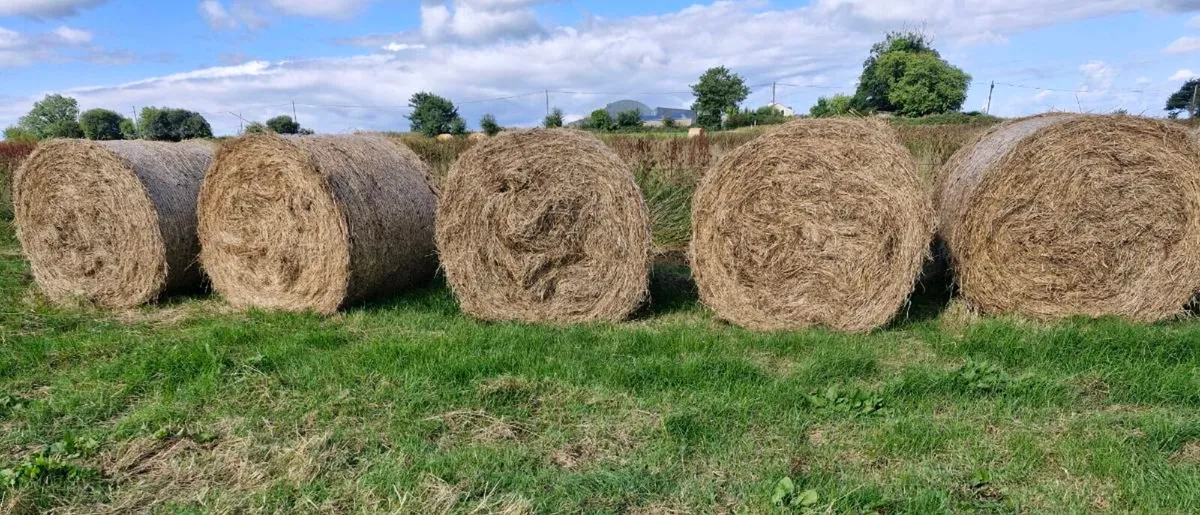 Round bales of rushes - Image 1