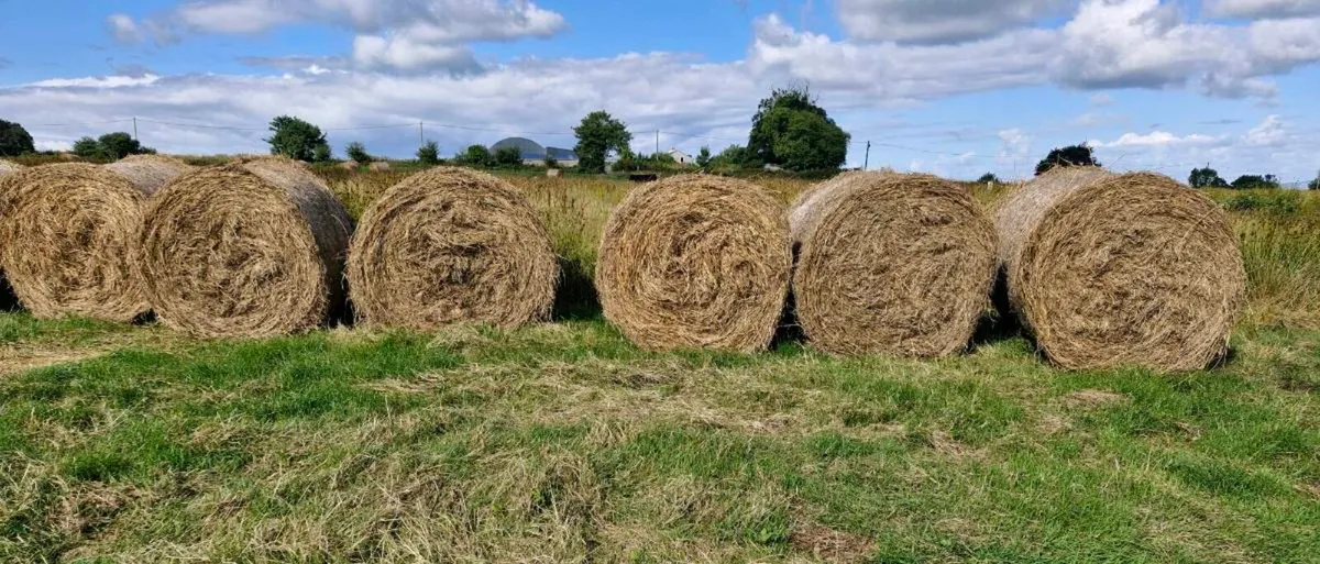 Round bales of rushes - Image 2