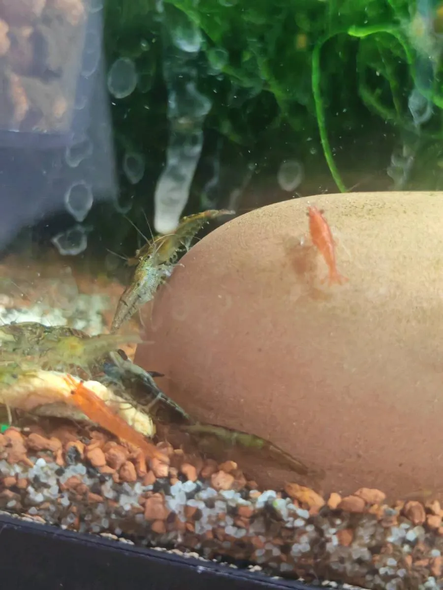 neocardina shrimp 20 for 20, trigon 350 tank - Image 3