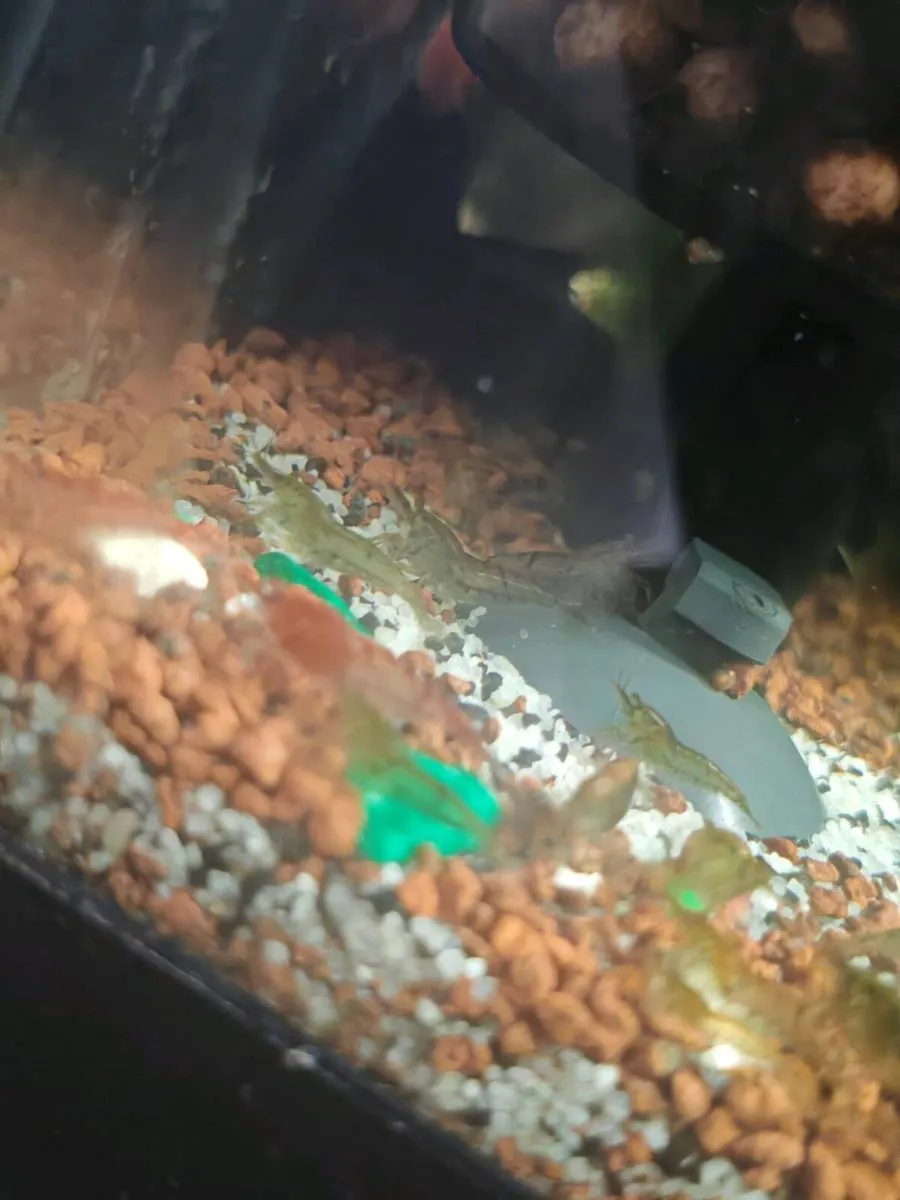 neocardina shrimp 20 for 20, trigon 350 tank - Image 4
