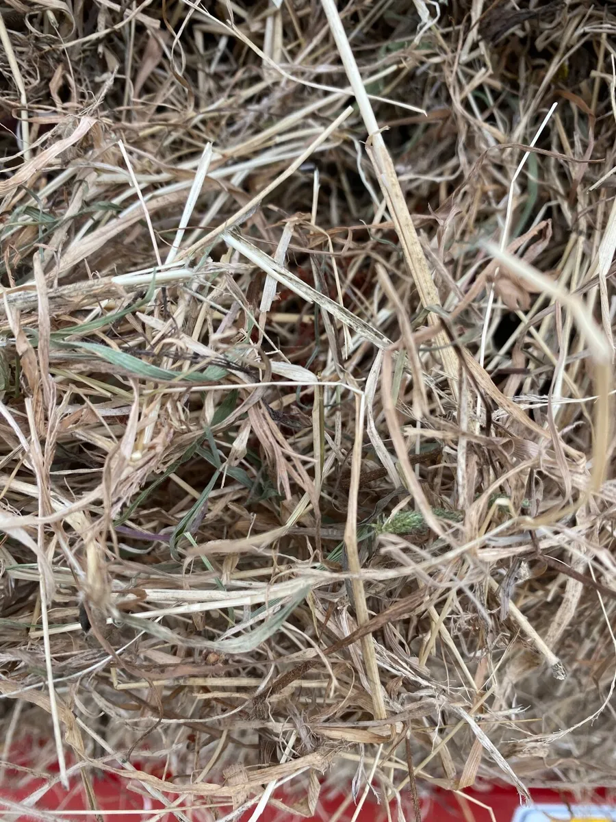Hay - Image 3