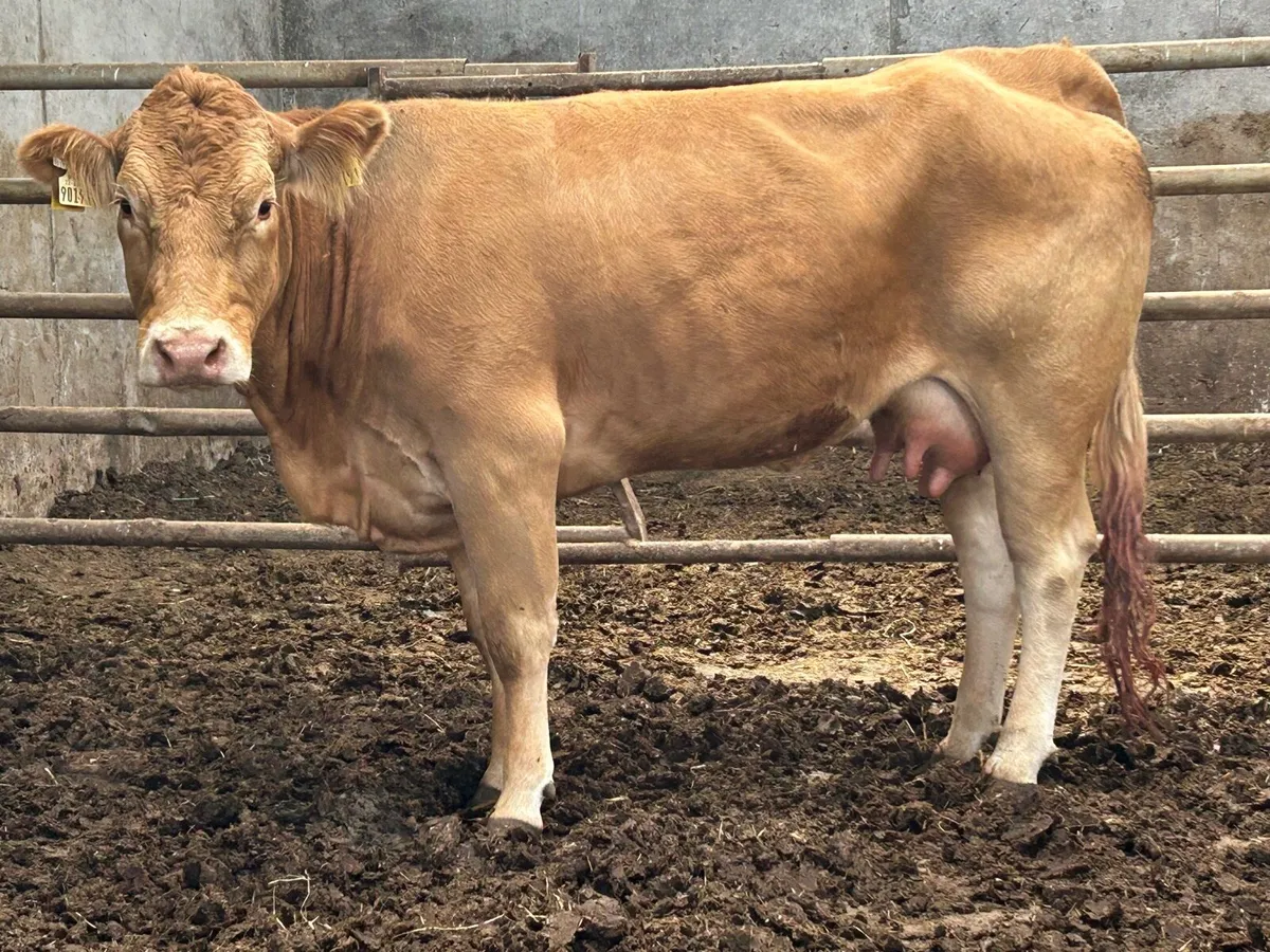 Foster heifer with milk - Image 3