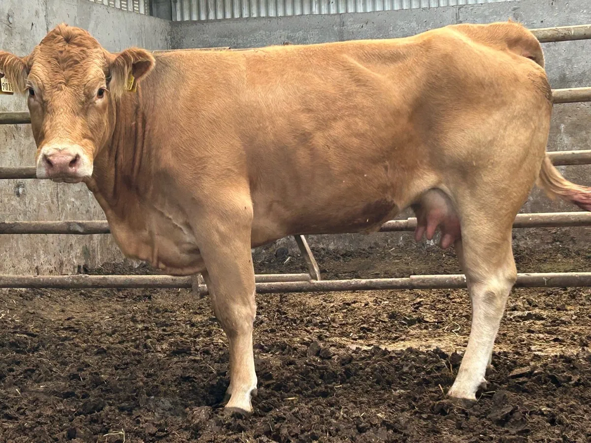 Foster heifer with milk - Image 4