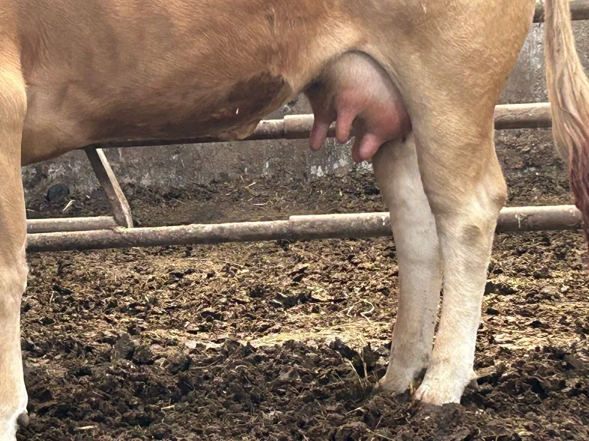 Foster heifer with milk - Image 2