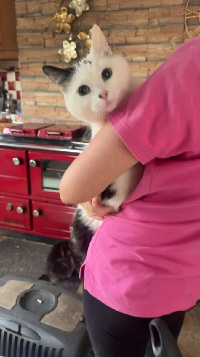 2 adult cats looking for home - Image 1