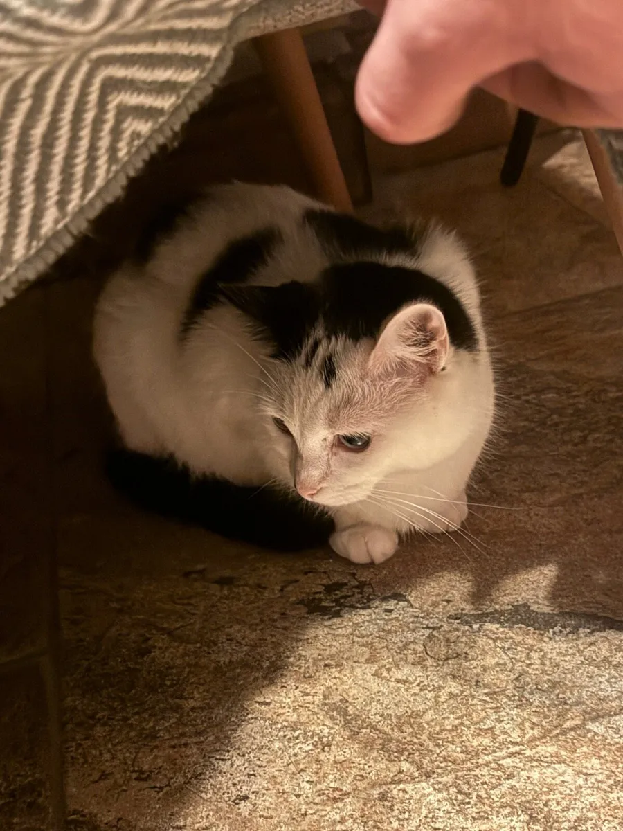 2 adult cats looking for home - Image 3