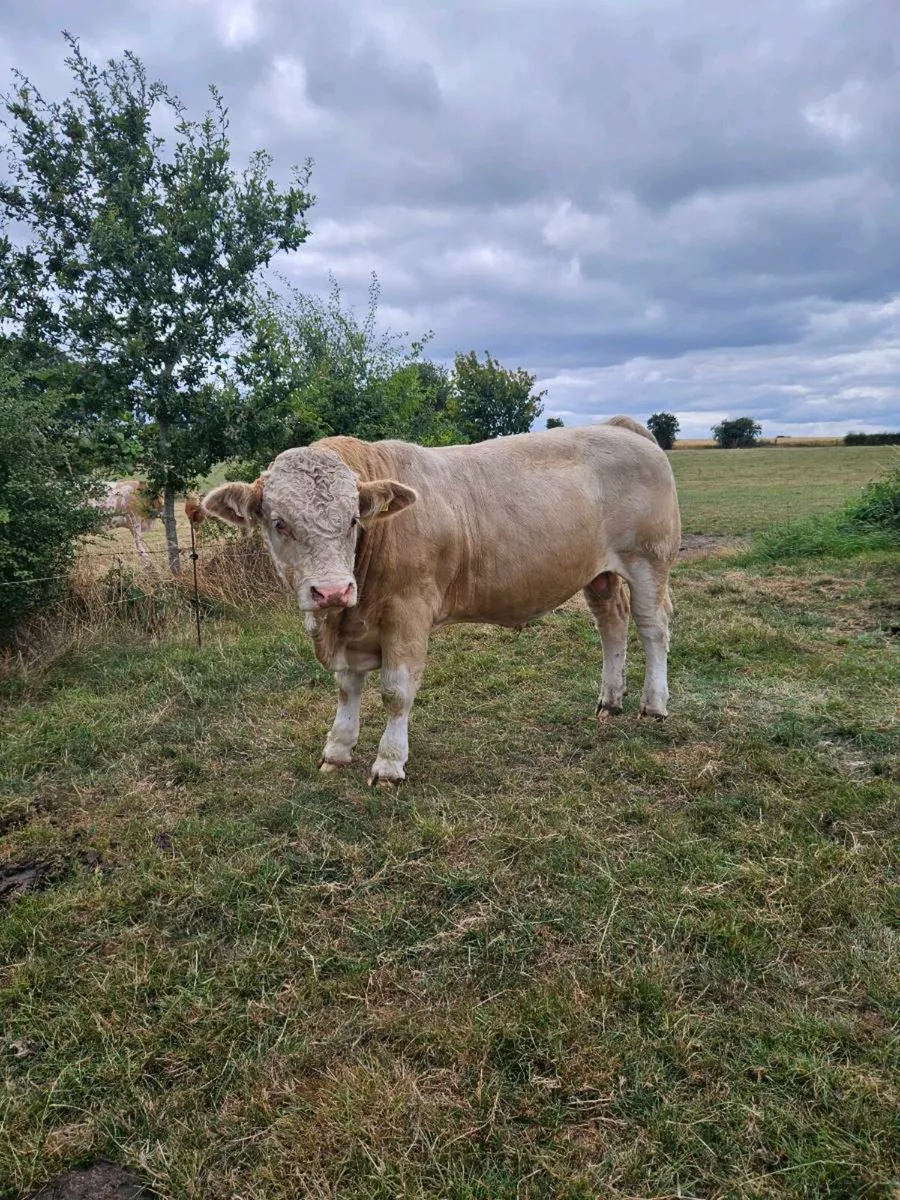 Simmental Bull - Image 1