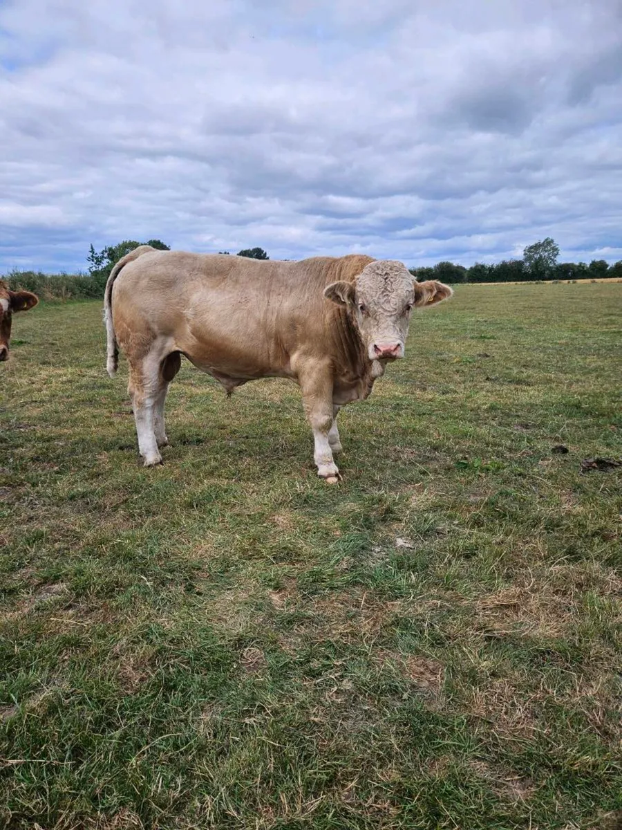 Simmental Bull - Image 2