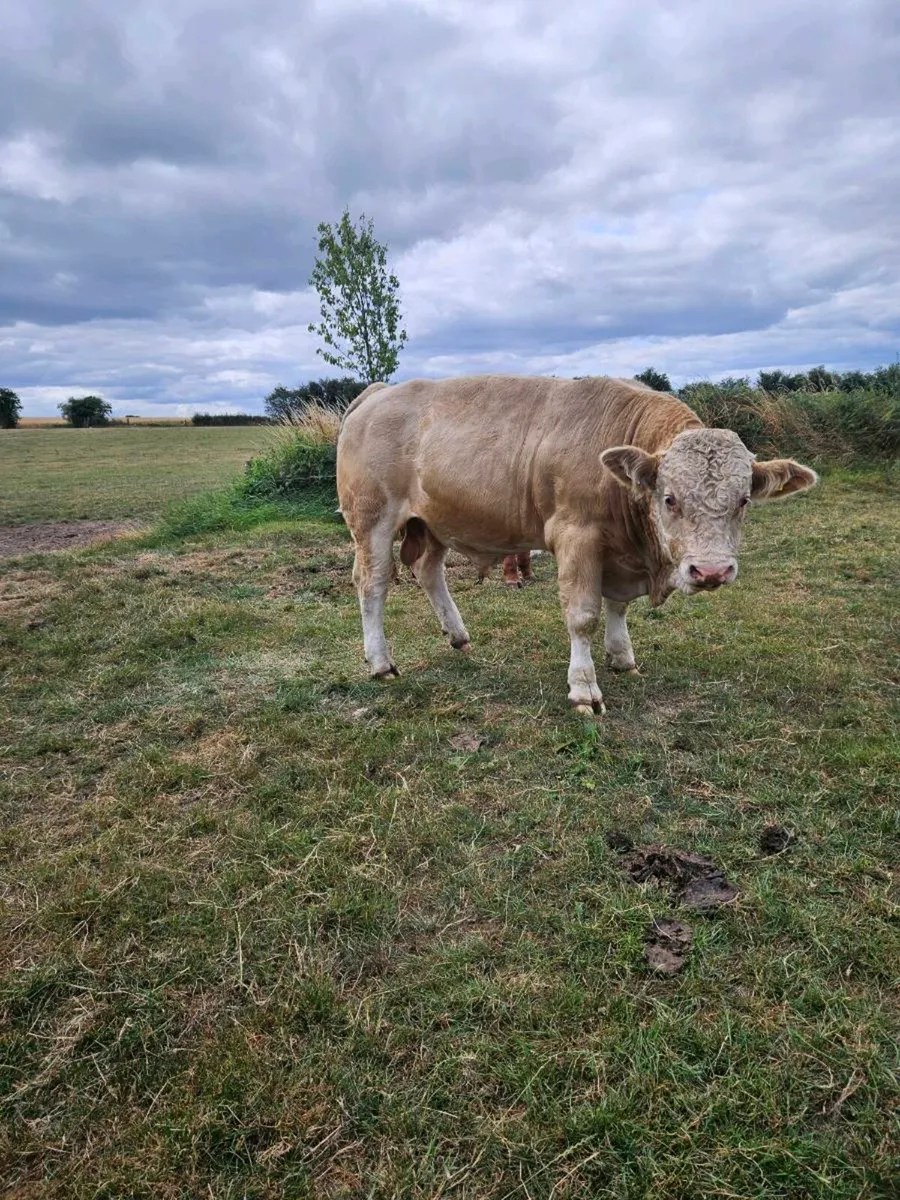 Simmental Bull - Image 3