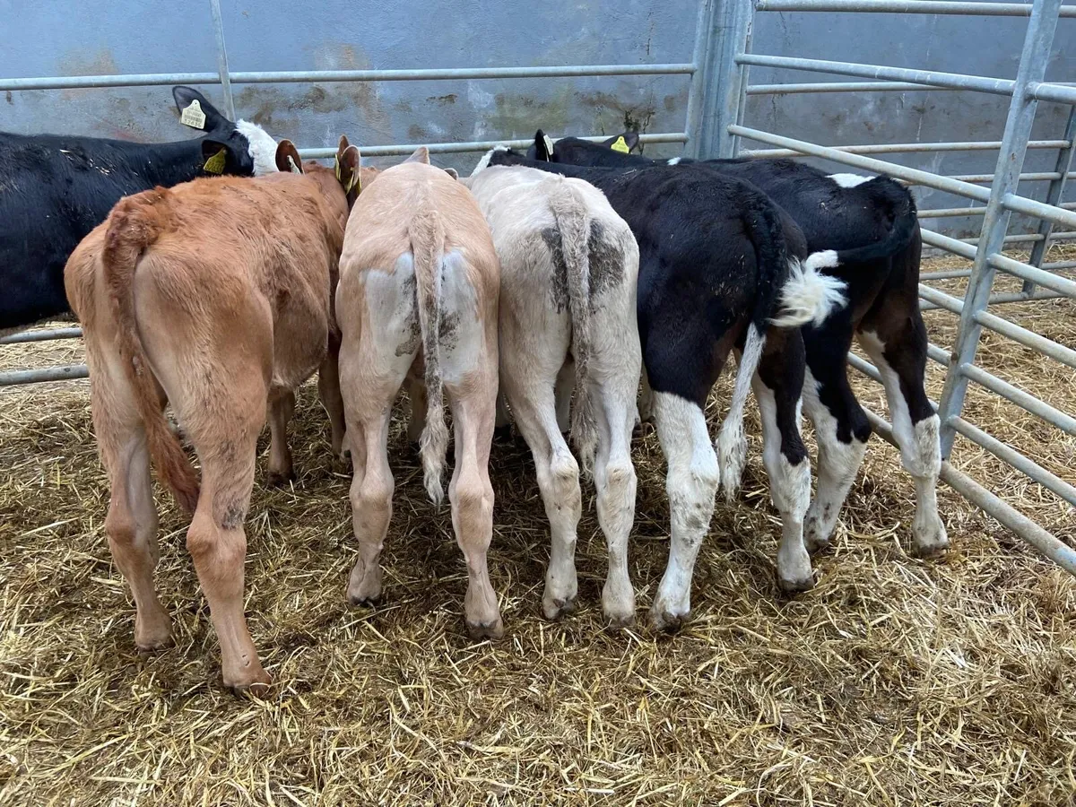 REARED BULL CALFS - Image 3