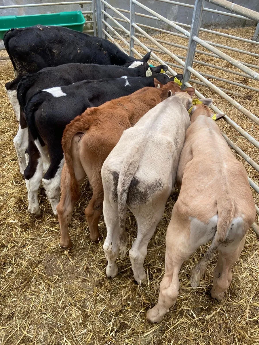 REARED BULL CALFS - Image 4