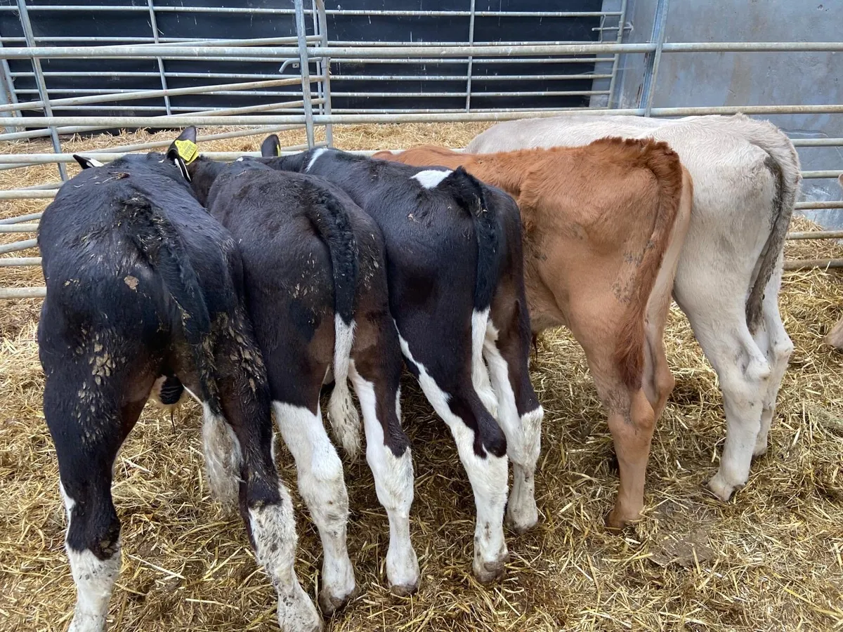 REARED BULL CALFS - Image 2