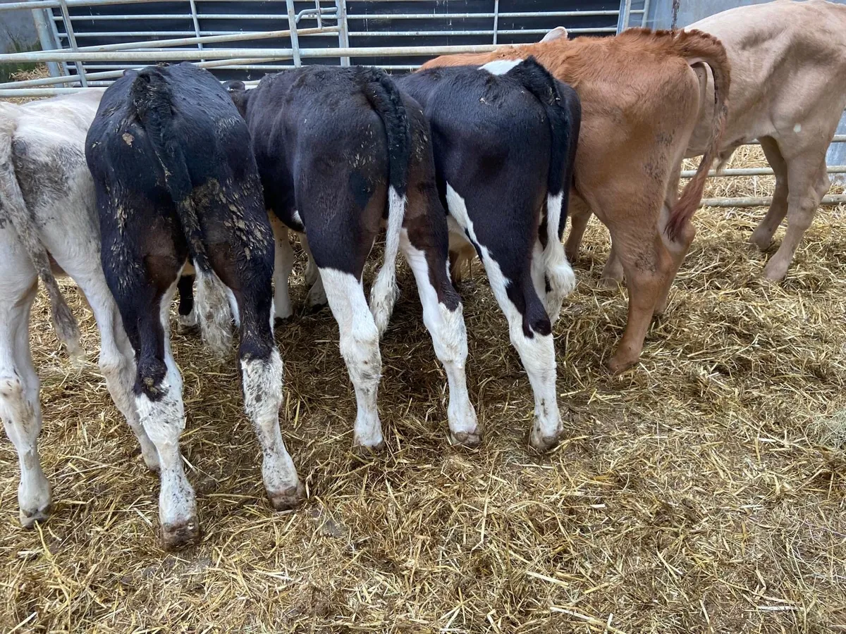 REARED BULL CALFS - Image 1