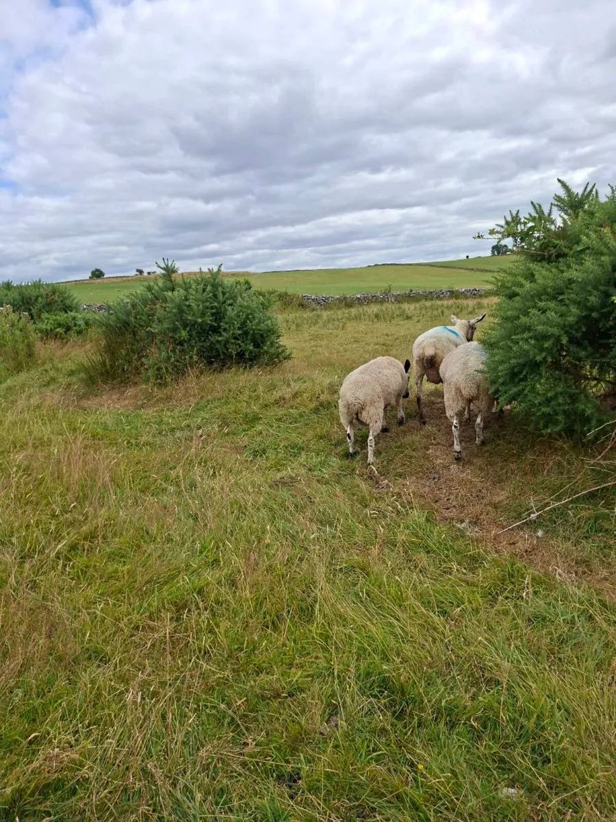 Ram lambs - Image 2