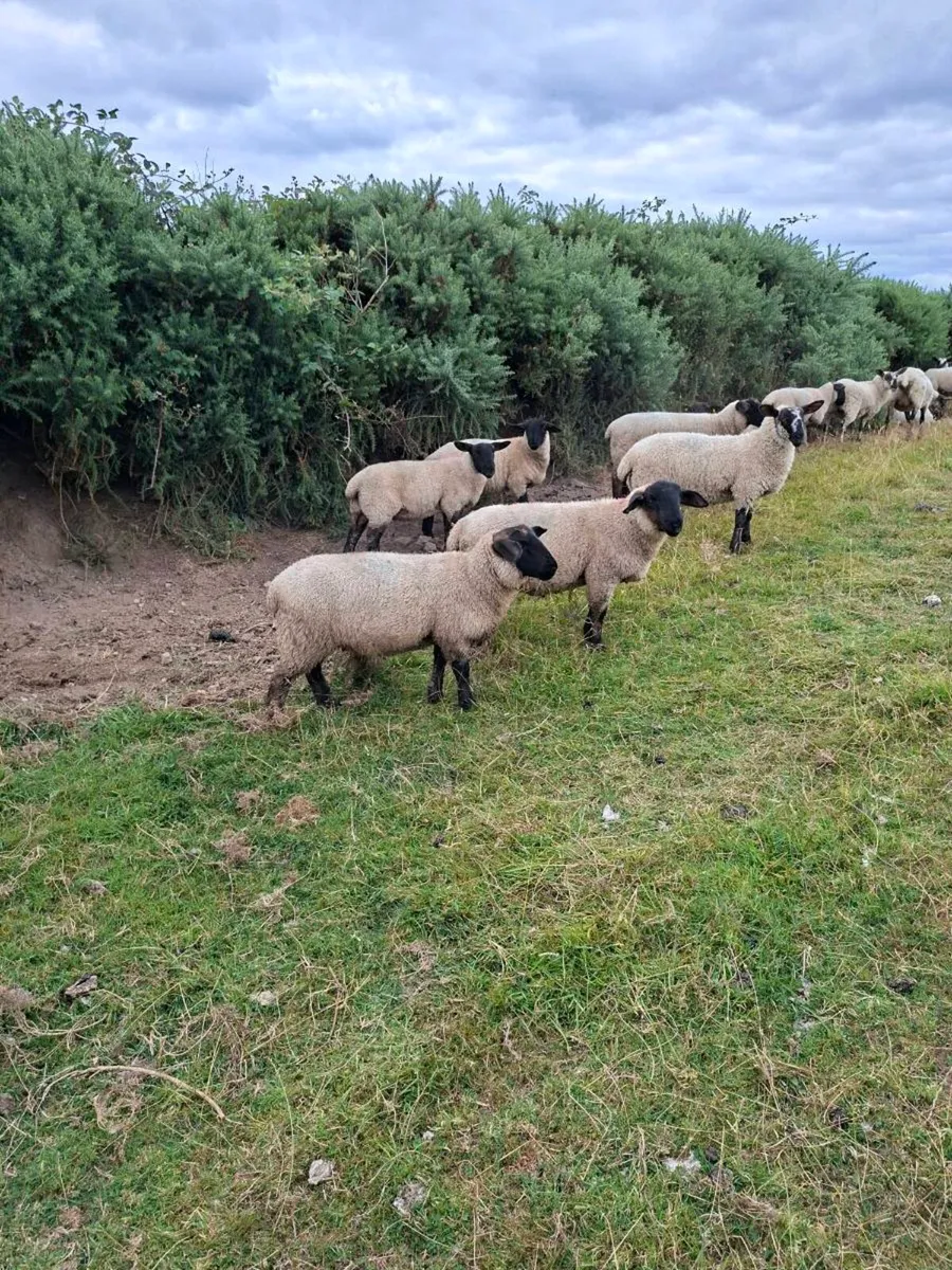 Ram lambs - Image 1